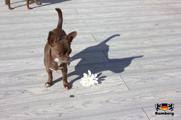 Террасная доска из ДПК Bamberg Solid Karelian Birch — фото 2